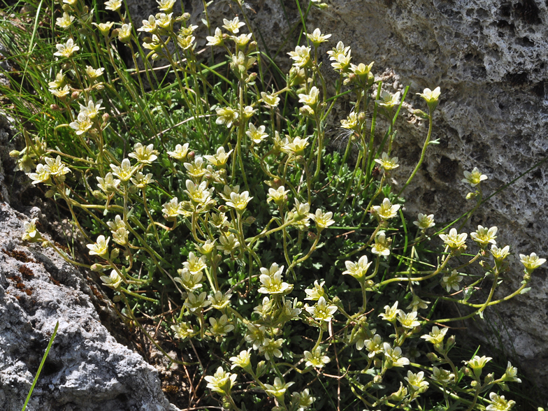 Saxifraga moschata