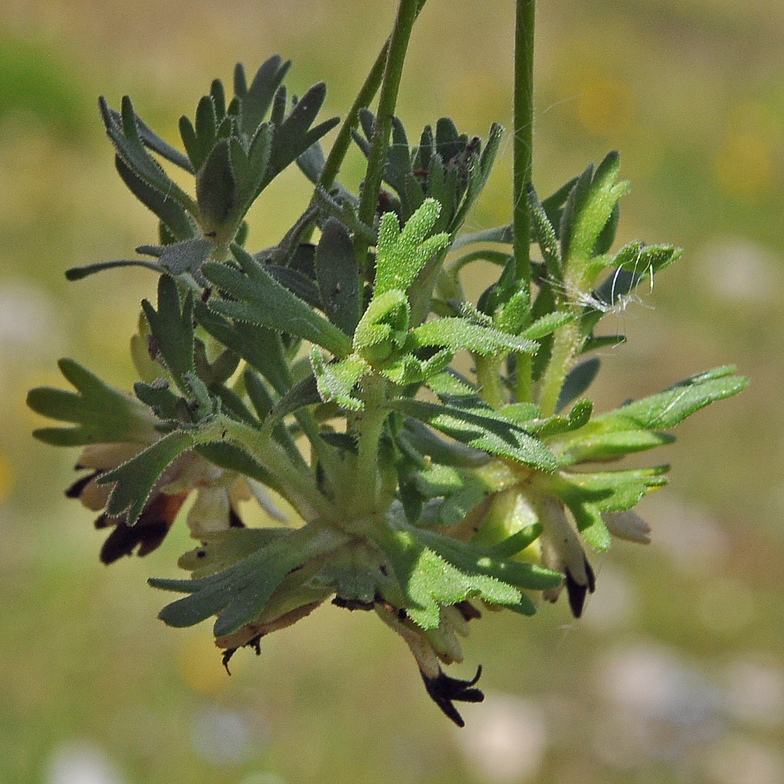 Saxifraga moschata feuilles