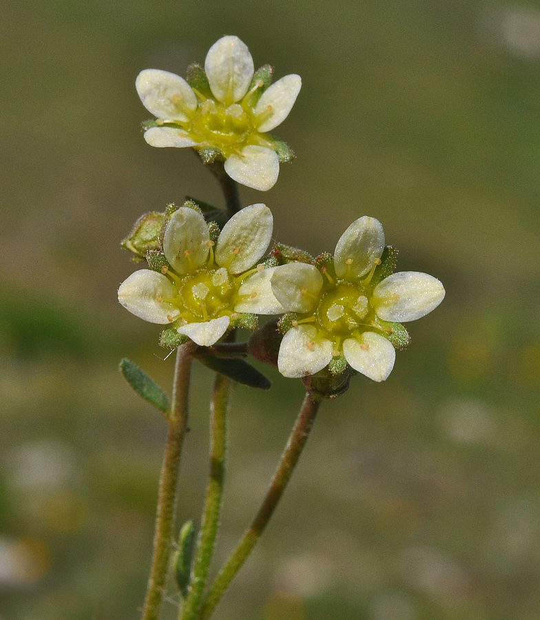 Saxifraga moschata