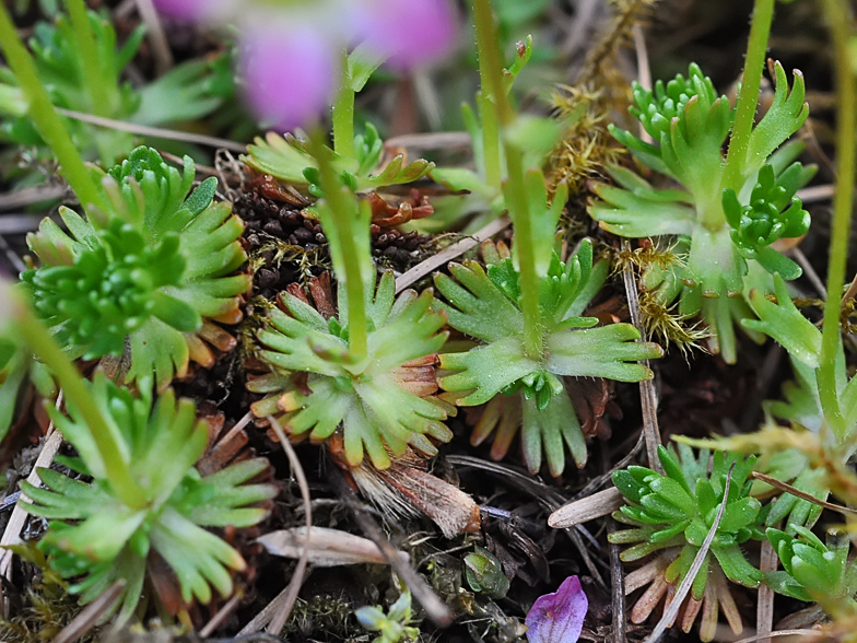 Saxifraga moschata