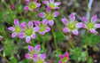 Saxifraga moschata