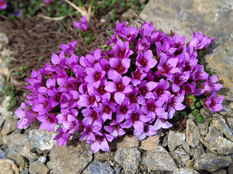 Saxifraga oppositifolia