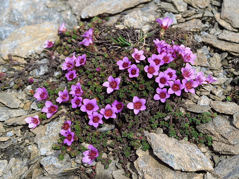 Saxifraga oppositifolia