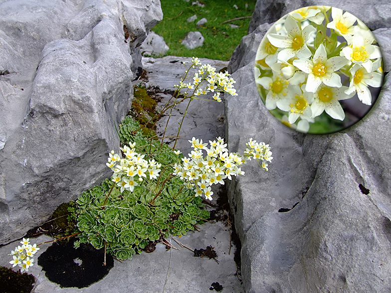 Saxifraga paniculata