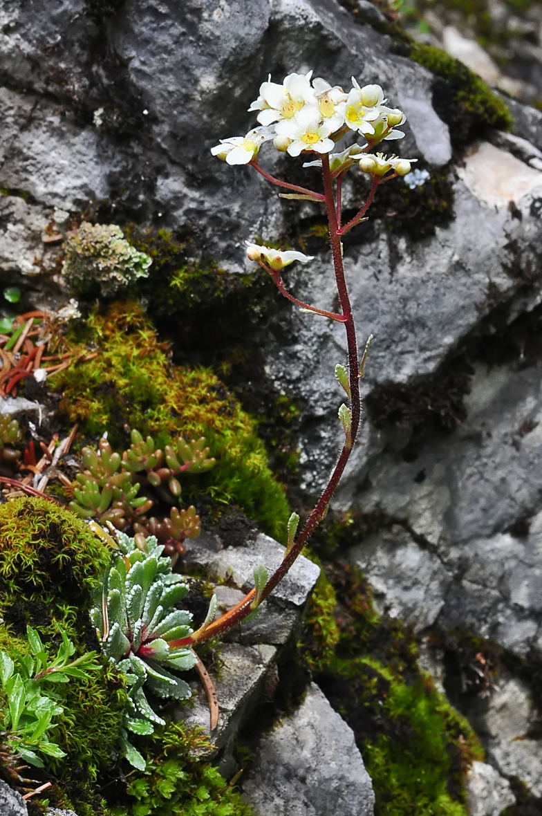 Saxifraga paniculata