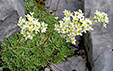 Saxifraga paniculata