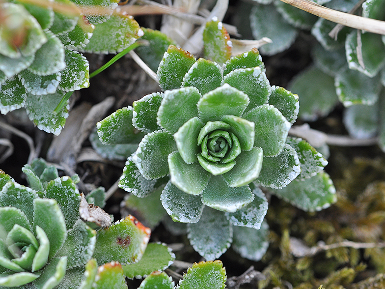 Saxifraga paniculata rosette