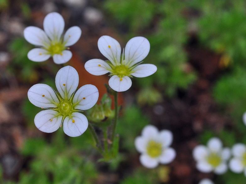 Saxifraga rosacea