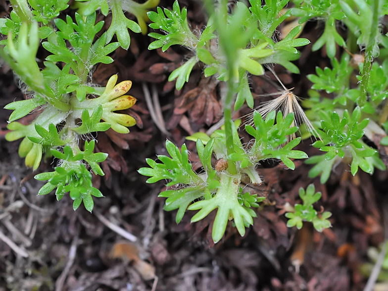 Saxifraga rosacea feuilles