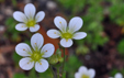 Saxifraga rosacea