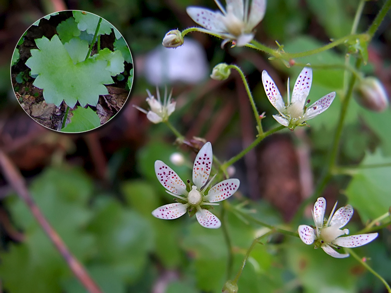 Saxifraga rotundifolia