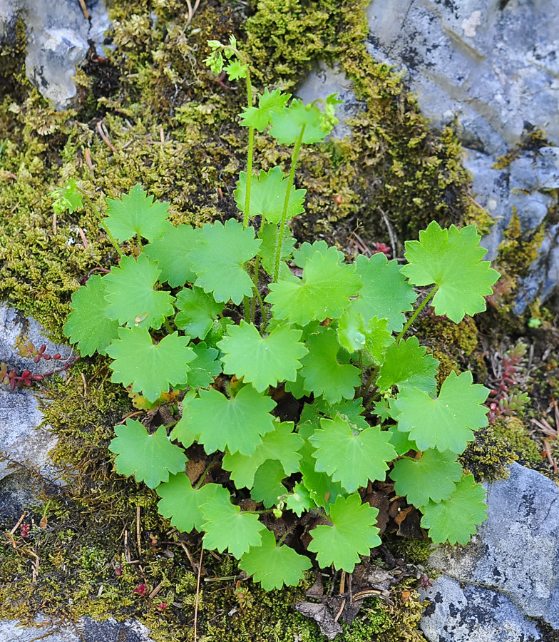 Saxifraga rotundifolia