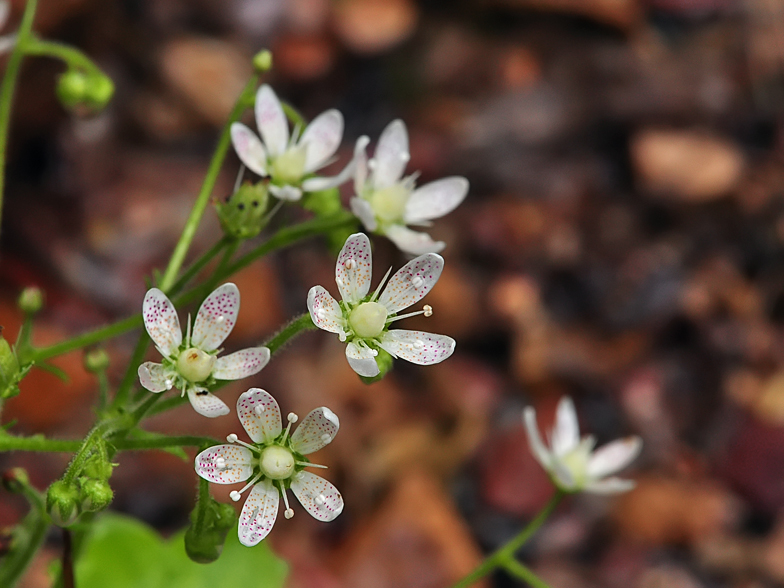 Saxifraga rotundifolia