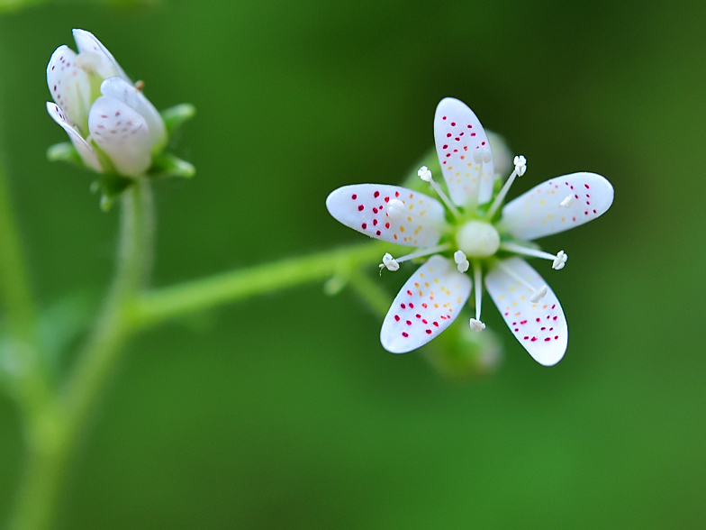 Saxifraga rotundifolia