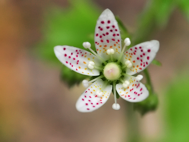 Saxifraga rotundifolia