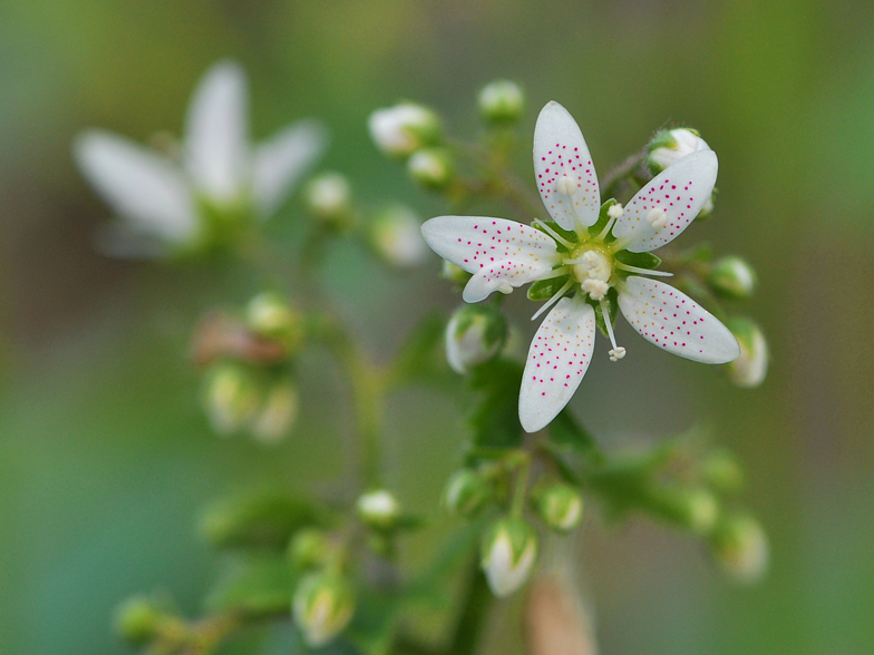 Saxifraga rotundifolia