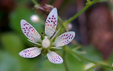 Saxifraga rotundifolia