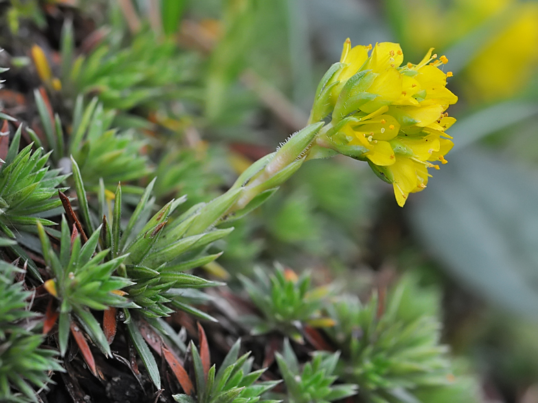 Saxifraga sancta