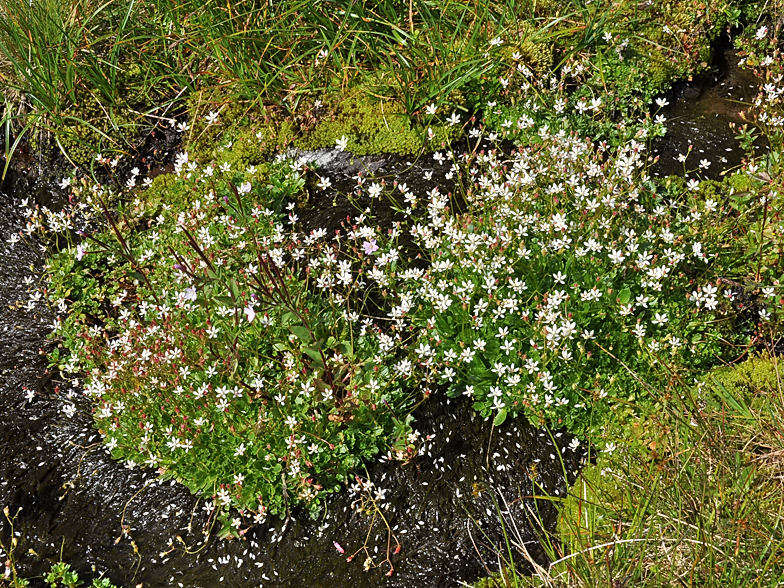 Saxifraga stellaris