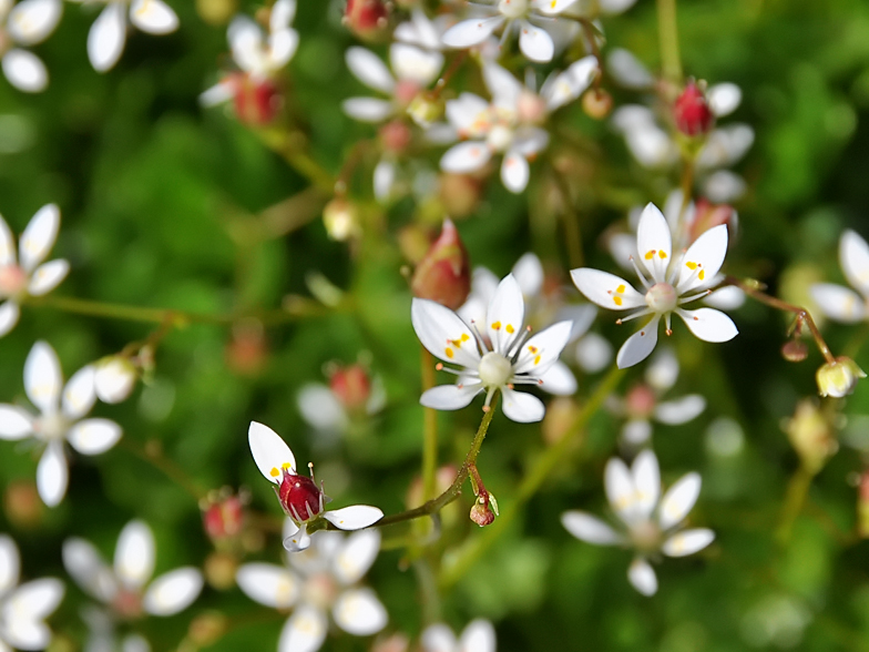 Saxifraga stellaris