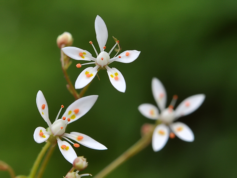 Saxifraga stellaris