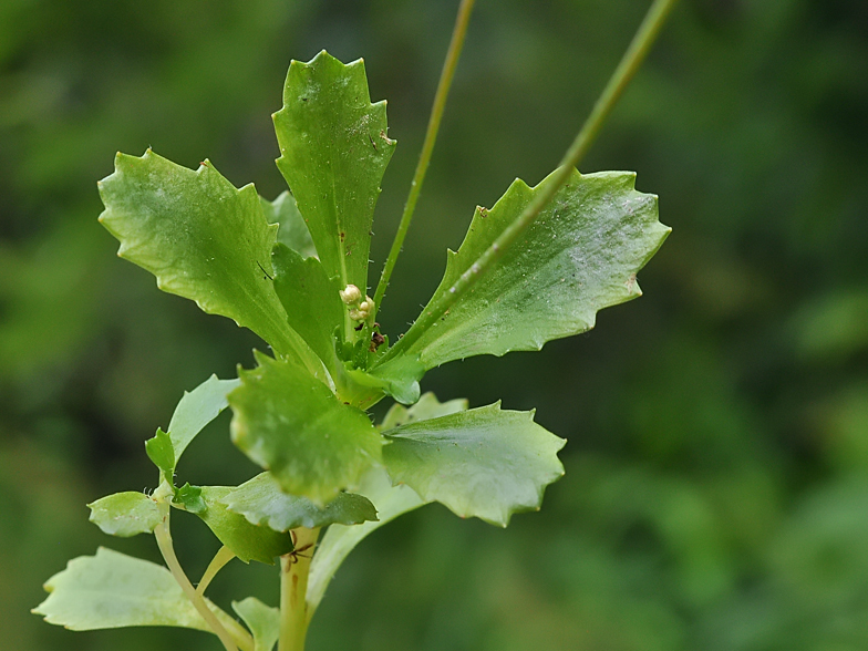 Saxifraga stellaris