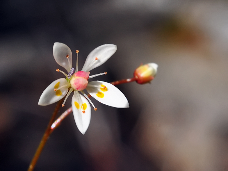 Saxifraga stellaris