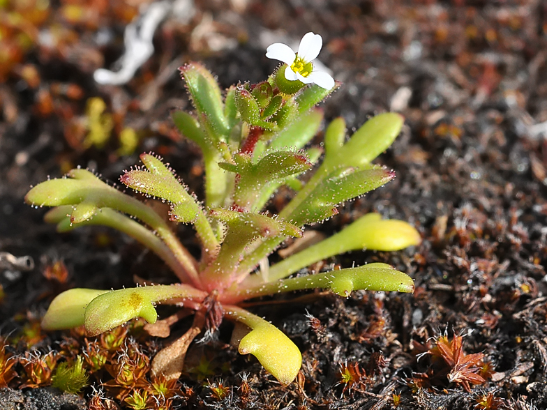 Saxifraga tridactylites