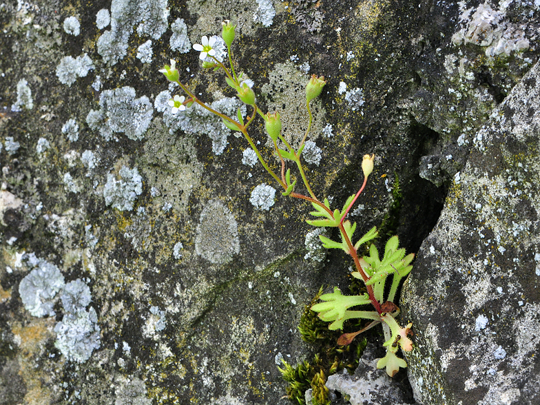 Saxifraga tridactylites