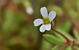 Saxifraga tridactylites