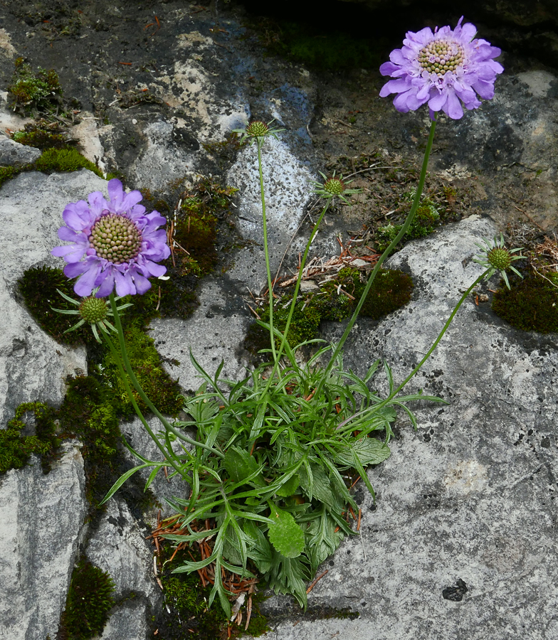 Scabiosa lucida