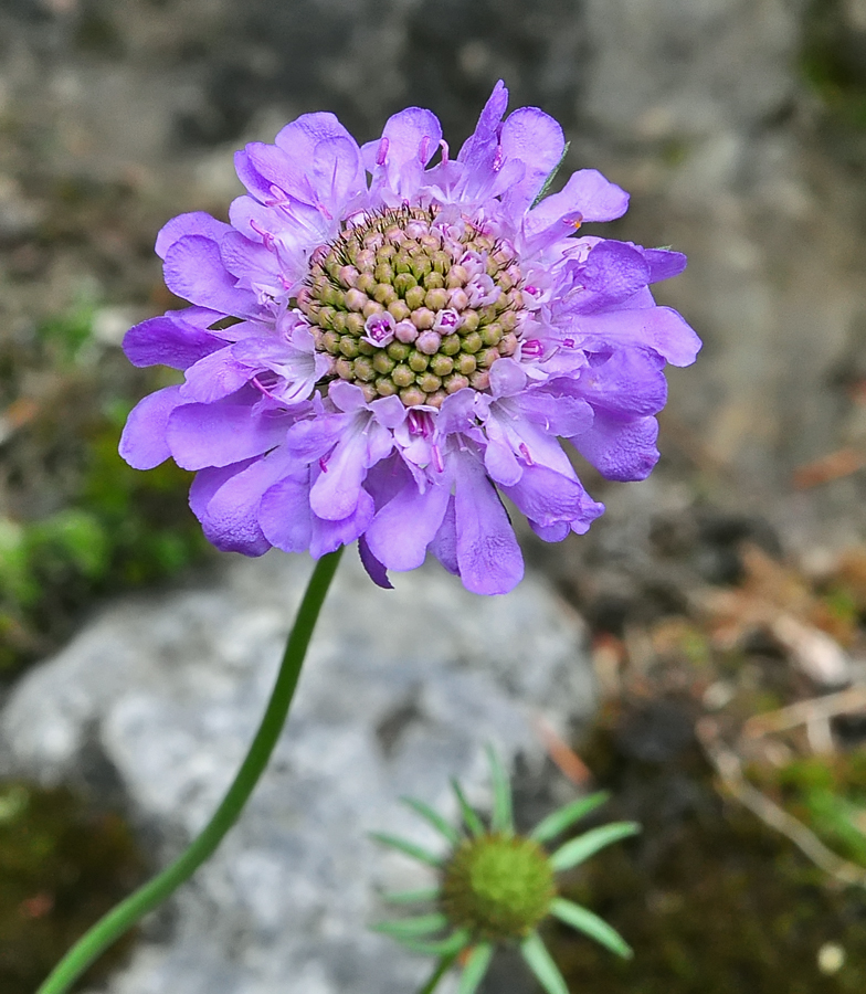 Scabiosa lucida