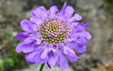 Scabiosa lucida