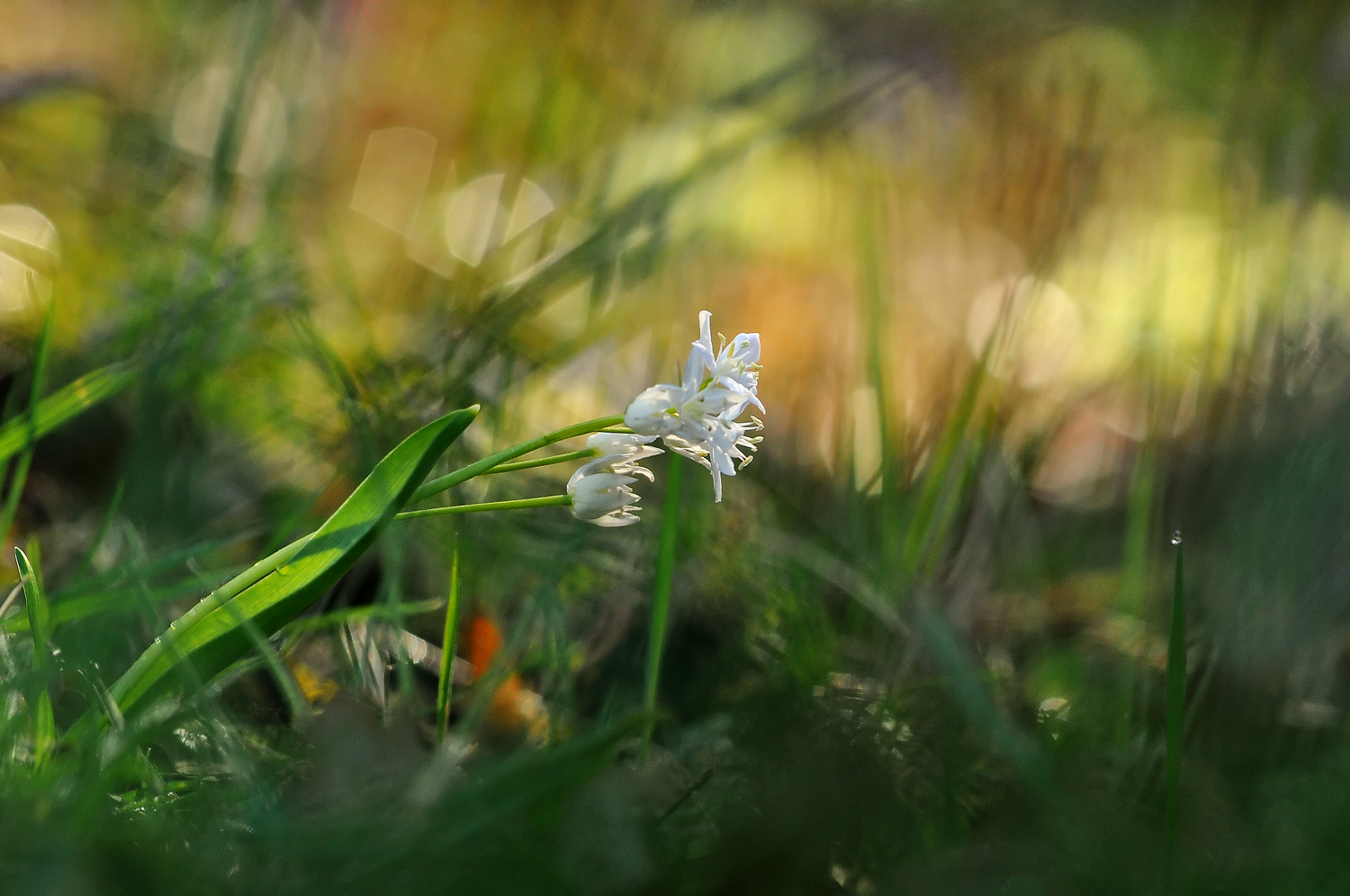 Scilla bifolia blanche