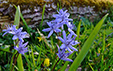 Scilla bifolia