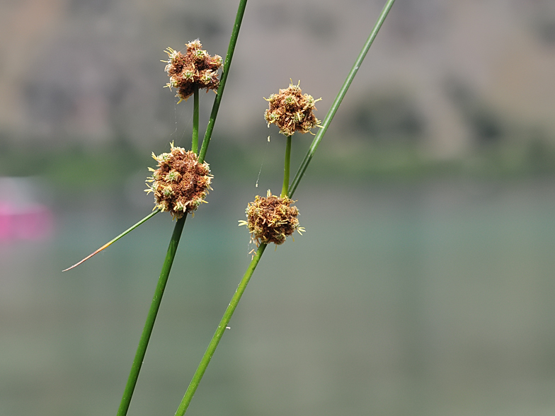 Scirpus holoschoenus