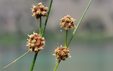 Scirpus holoschoenus