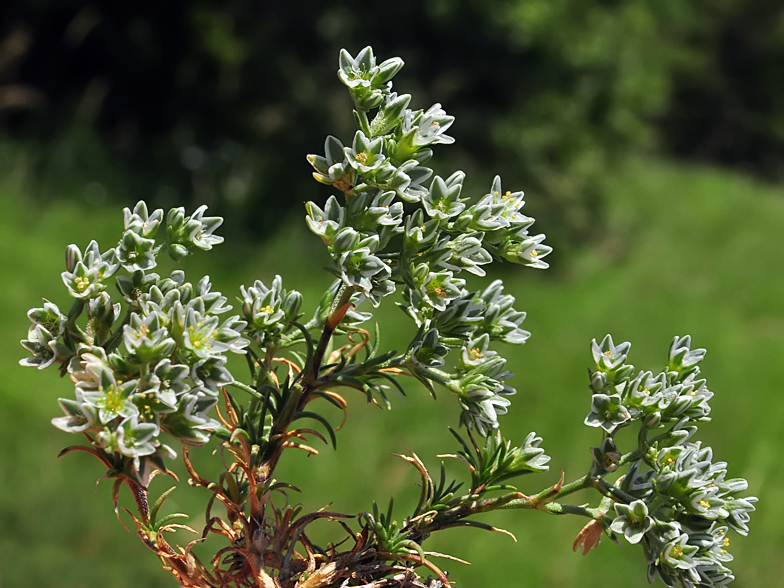 Scleranthus annuus