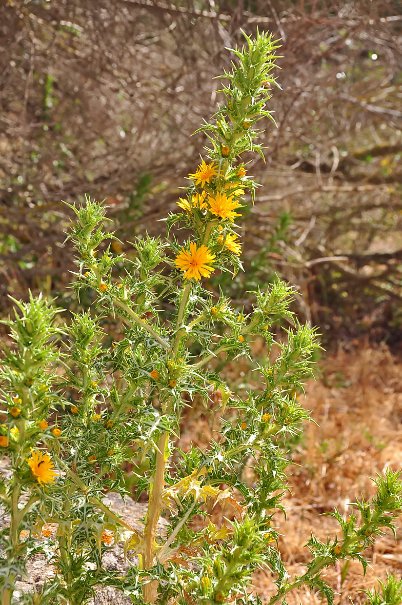 Scolymus hispanicus