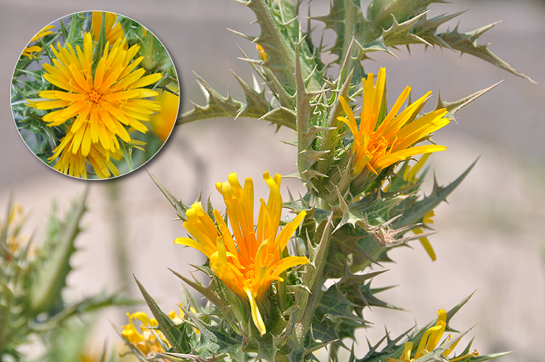 Scolymus hispanicus