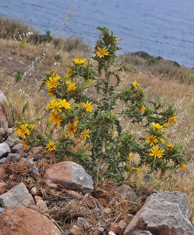 Scolymus hispanicus