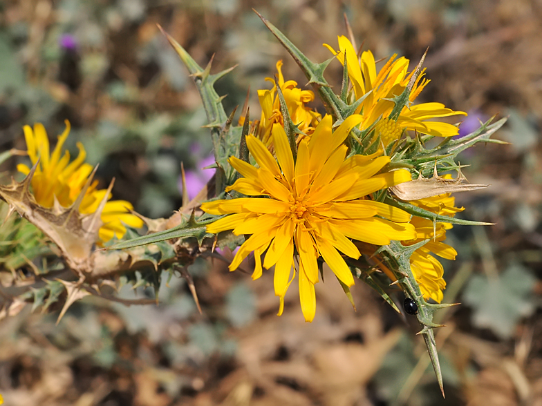 Scolymus hispanicus