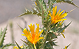 Scolymus hispanicus