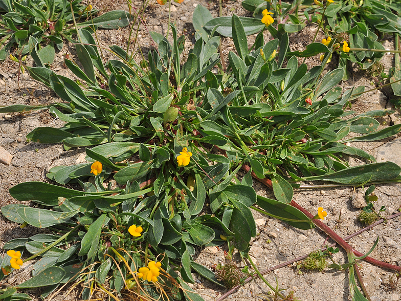 Scorpiurus muricatus