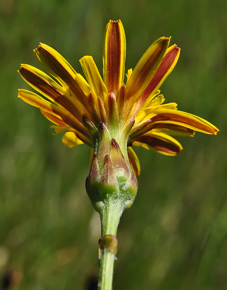 Scorzonera humilis