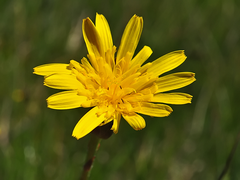 Scorzonera humilis