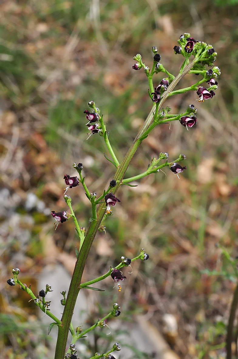 Scrophularia canina