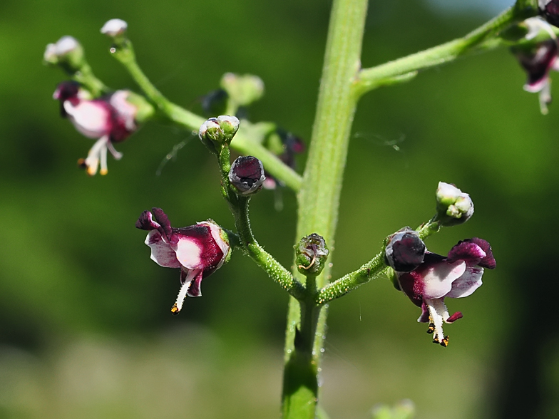 Scrophularia canina