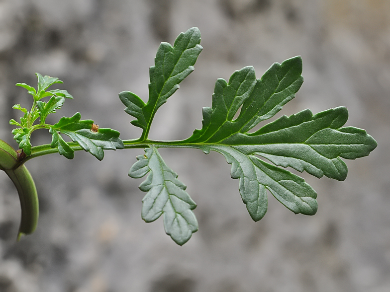 Scrophularia canina