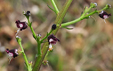 Scrophularia canina